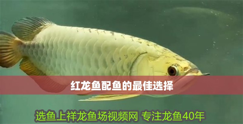 紅龍魚配魚的最佳選擇