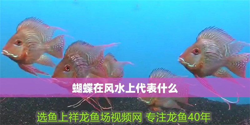 蝴蝶在風水上代表什么