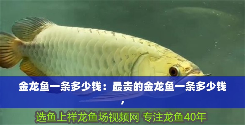金龍魚一條多少錢：最貴的金龍魚一條多少錢,