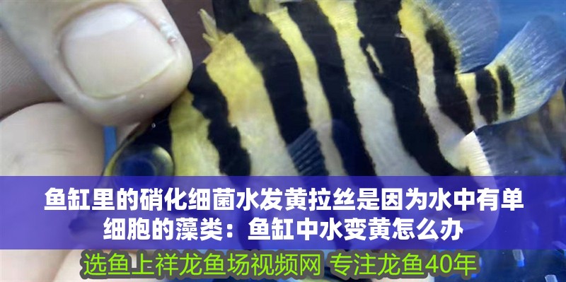魚缸里的硝化細菌水發黃拉絲是因為水中有單細胞的藻類：魚缸中水變黃怎么辦