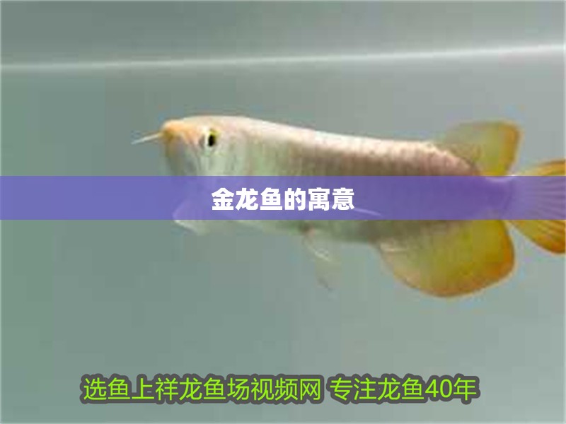 金龍魚的寓意