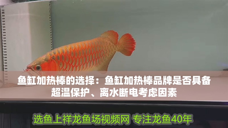 魚缸加熱棒的選擇：魚缸加熱棒品牌是否具備超溫保護、離水斷電考慮因素