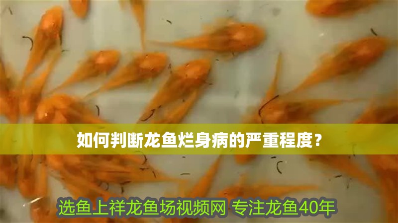 如何判斷龍魚爛身病的嚴重程度？