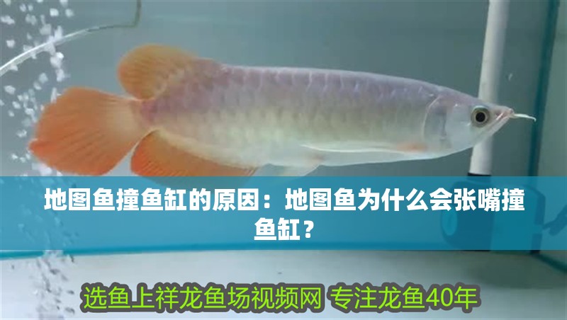 地圖魚撞魚缸的原因：地圖魚為什么會張嘴撞魚缸？
