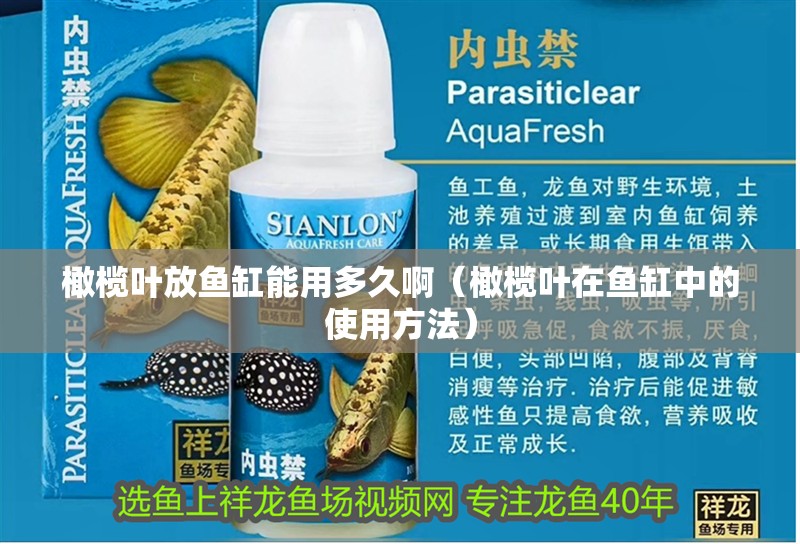 橄欖葉放魚缸能用多久啊（橄欖葉在魚缸中的使用方法） 橄欖葉放魚缸能用多久啊（橄欖葉在魚缸中的使用方法） 魚缸百科