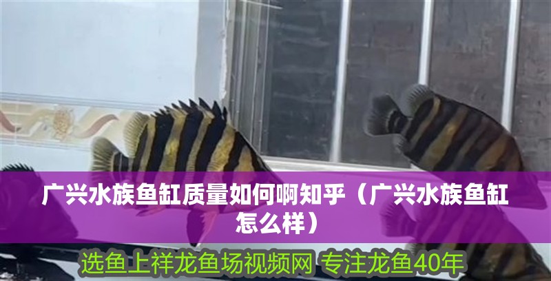 廣興水族魚缸質量如何啊知乎（廣興水族魚缸怎么樣） 廣興水族魚缸質量如何啊知乎（廣興水族魚缸怎么樣） 魚缸百科