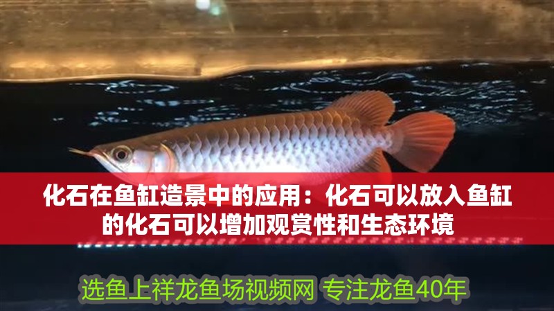 化石在魚缸造景中的應用：化石可以放入魚缸的化石可以增加觀賞性和生態環境
