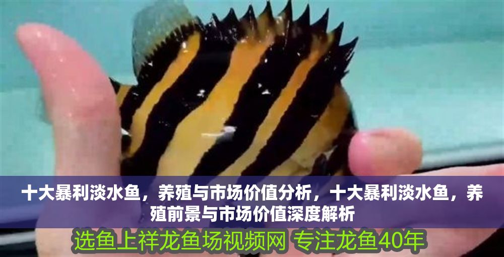 十大暴利淡水魚，養(yǎng)殖與市場(chǎng)價(jià)值分析，十大暴利淡水魚，養(yǎng)殖前景與市場(chǎng)價(jià)值深度解析