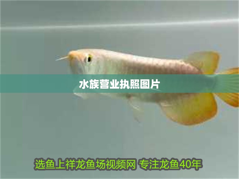 水族營業(yè)執(zhí)照圖片