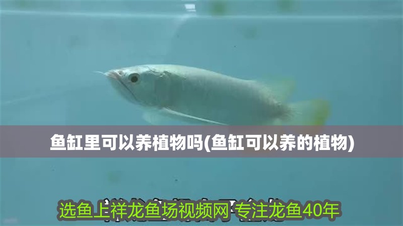魚缸里可以養植物嗎(魚缸可以養的植物)