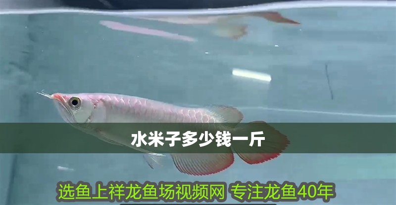 水米子多少錢一斤