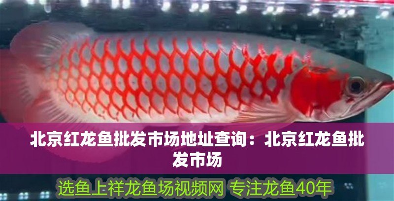 北京紅龍魚(yú)批發(fā)市場(chǎng)地址查詢：北京紅龍魚(yú)批發(fā)市場(chǎng)