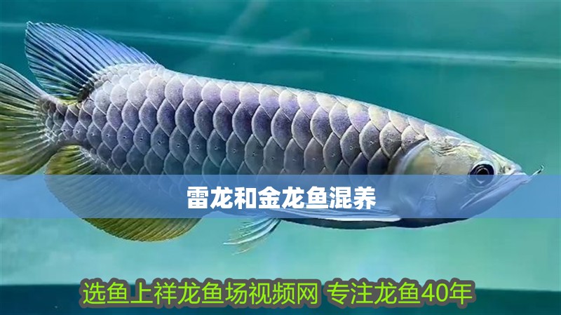 雷龍和金龍魚混養