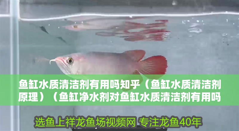 魚缸水質(zhì)清潔劑有用嗎知乎（魚缸水質(zhì)清潔劑原理）（魚缸凈水劑對魚缸水質(zhì)清潔劑有用嗎）