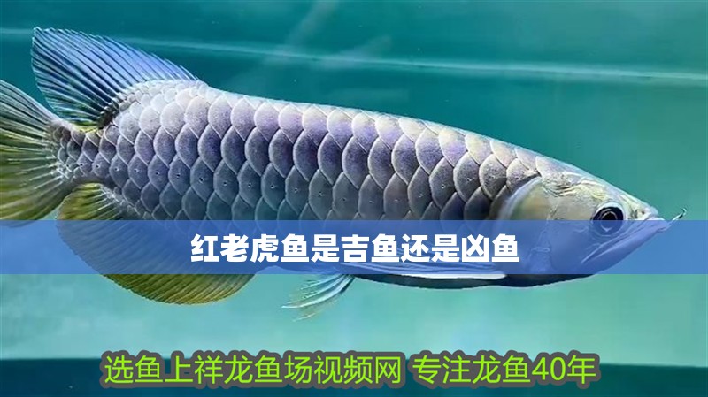 紅老虎魚是吉魚還是兇魚