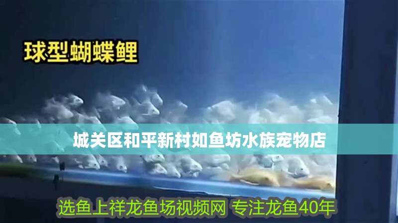 城關區和平新村如魚坊水族寵物店