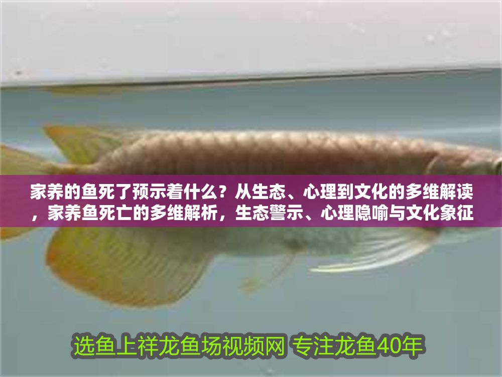 家養的魚死了預示著什么？從生態、心理到文化的多維解讀，家養魚死亡的多維解析，生態警示、心理隱喻與文化象征