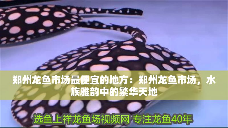 鄭州龍魚市場最便宜的地方：鄭州龍魚市場，水族雅韻中的繁華天地