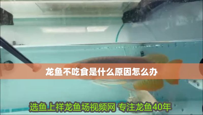 龍魚(yú)不吃食是什么原因怎么辦