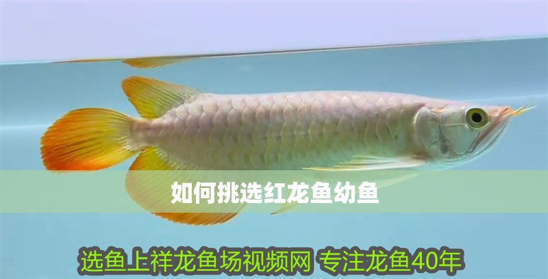 如何挑選紅龍魚幼魚