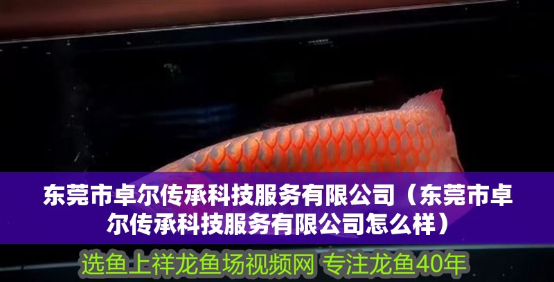 東莞市卓爾傳承科技服務有限公司（東莞市卓爾傳承科技服務有限公司怎么樣）