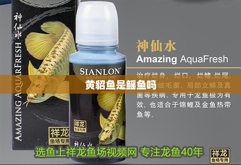 黃貂魚是鰩魚嗎