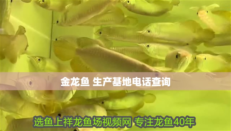 金龍魚 生產基地電話查詢