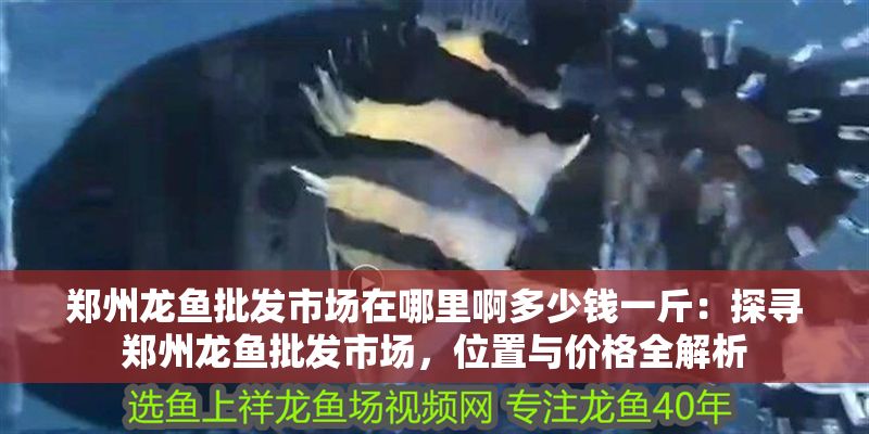 鄭州龍魚批發(fā)市場在哪里啊多少錢一斤：探尋鄭州龍魚批發(fā)市場，位置與價(jià)格全解析