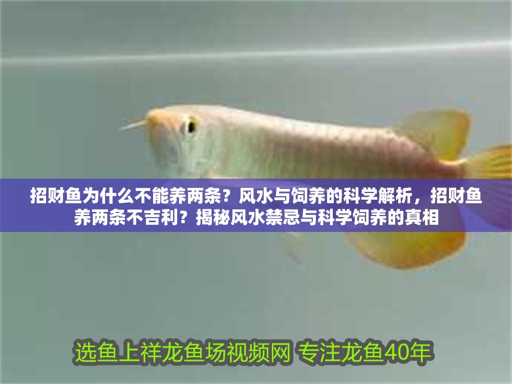 招財魚為什么不能養兩條？風水與飼養的科學解析，招財魚養兩條不吉利？揭秘風水禁忌與科學飼養的真相