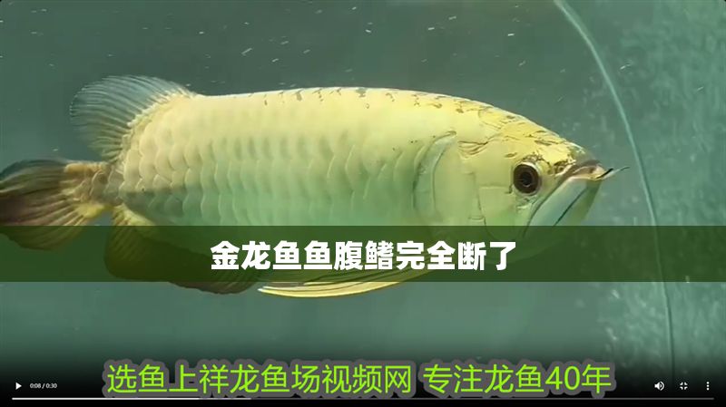 金龍魚魚腹鰭完全斷了
