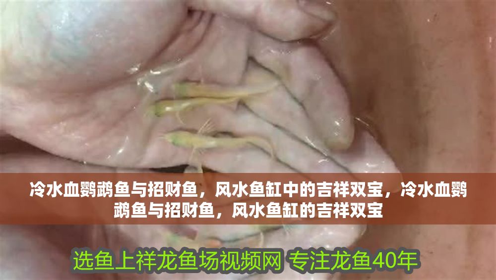 冷水血鸚鵡魚與招財魚，風水魚缸中的吉祥雙寶，冷水血鸚鵡魚與招財魚，風水魚缸的吉祥雙寶