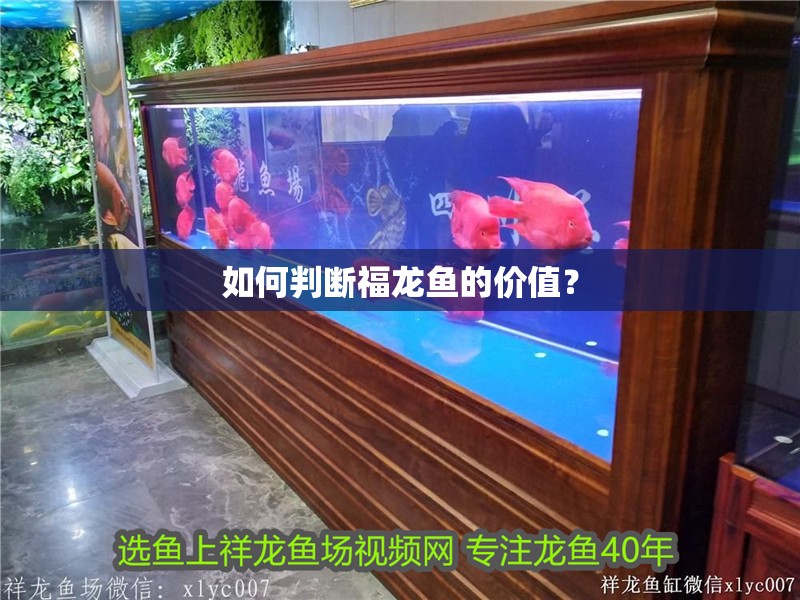 魚缸用增氧泵價格是多少:魚缸增氧機-xtrac增氧機-xtrac增氧機 如何判斷福龍魚的價值? 龍魚論壇 如何判斷福龍魚的價值? 如何判斷福龍魚的價值? 龍魚論壇