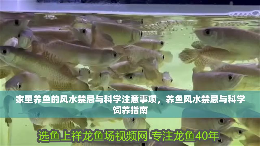 家里養魚的風水禁忌與科學注意事項，養魚風水禁忌與科學飼養指南