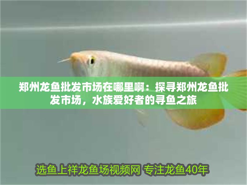 鄭州龍魚批發(fā)市場在哪里啊：探尋鄭州龍魚批發(fā)市場，水族愛好者的尋魚之旅
