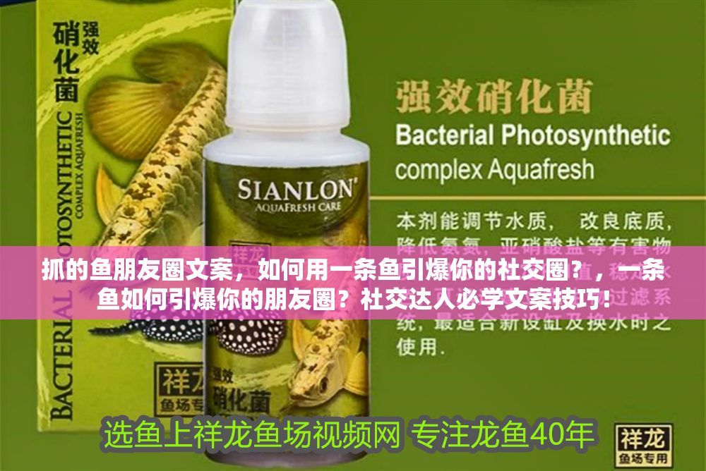 抓的魚朋友圈文案，如何用一條魚引爆你的社交圈？，一條魚如何引爆你的朋友圈？社交達人必學文案技巧！