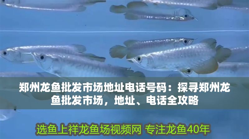 鄭州龍魚批發市場地址電話號碼：探尋鄭州龍魚批發市場，地址、電話全攻略
