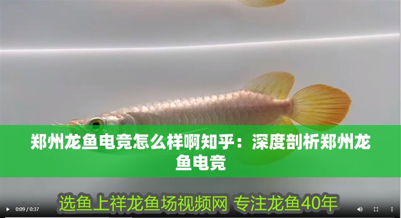 鄭州龍魚(yú)電競(jìng)怎么樣啊知乎：深度剖析鄭州龍魚(yú)電競(jìng)