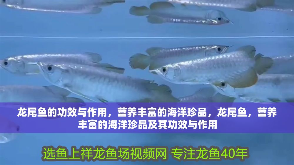 龍尾魚的功效與作用，營養豐富的海洋珍品，龍尾魚，營養豐富的海洋珍品及其功效與作用