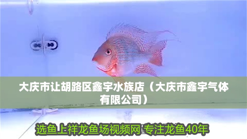 我的虎魚真菌感染了要怎么處理 大慶市讓胡路區鑫宇水族店(大慶市鑫宇氣體有限公司) 全國水族館企業名錄 大慶市讓胡路區鑫宇水族店(大慶市鑫宇氣體有限公司) 大慶市讓胡路區鑫宇水族店(大慶市鑫宇氣體有限公司) 全國水族館企業名錄