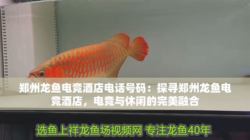 鄭州龍魚電競酒店電話號碼：探尋鄭州龍魚電競酒店，電競與休閑的完美融合