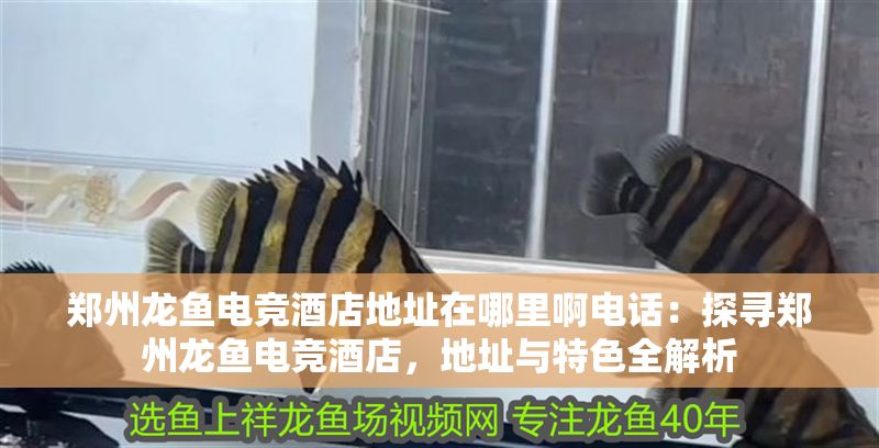 鄭州龍魚電競酒店地址在哪里啊電話：探尋鄭州龍魚電競酒店，地址與特色全解析