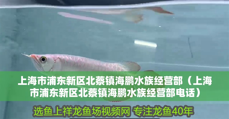 上海市浦東新區北蔡鎮海鵬水族經營部（上海市浦東新區北蔡鎮海鵬水族經營部電話）