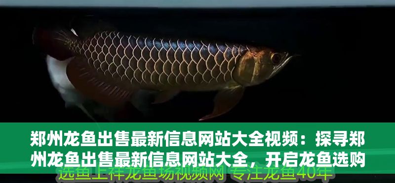 鄭州龍魚(yú)出售最新信息網(wǎng)站大全視頻：探尋鄭州龍魚(yú)出售最新信息網(wǎng)站大全，開(kāi)啟龍魚(yú)選購(gòu)之旅
