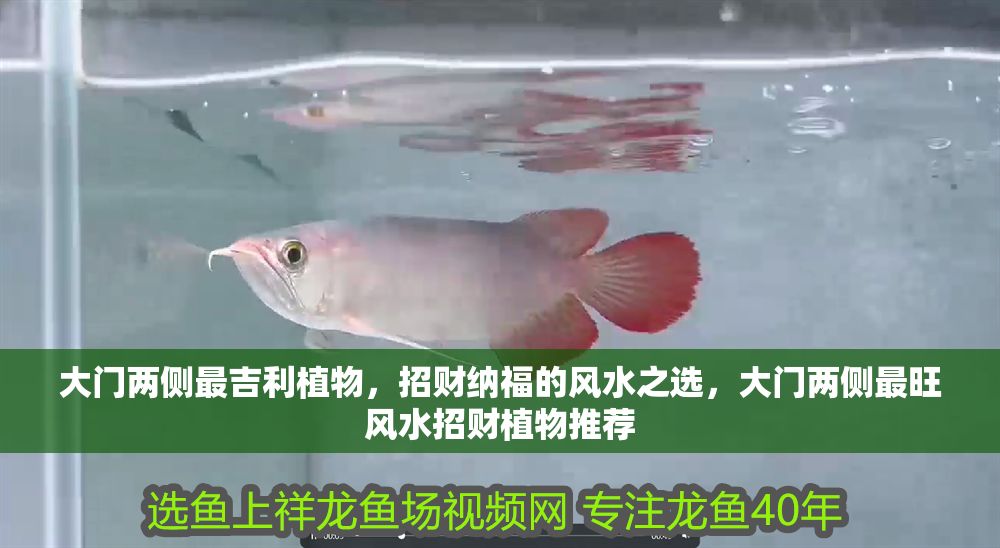 大門兩側最吉利植物，招財納福的風水之選，大門兩側最旺風水招財植物推薦