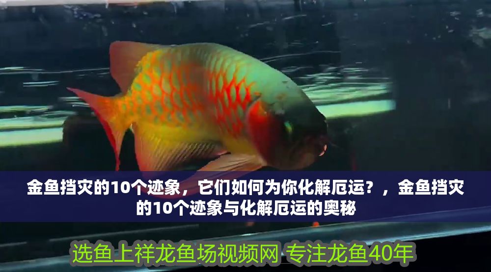 金魚擋災的10個跡象，它們如何為你化解厄運？，金魚擋災的10個跡象與化解厄運的奧秘