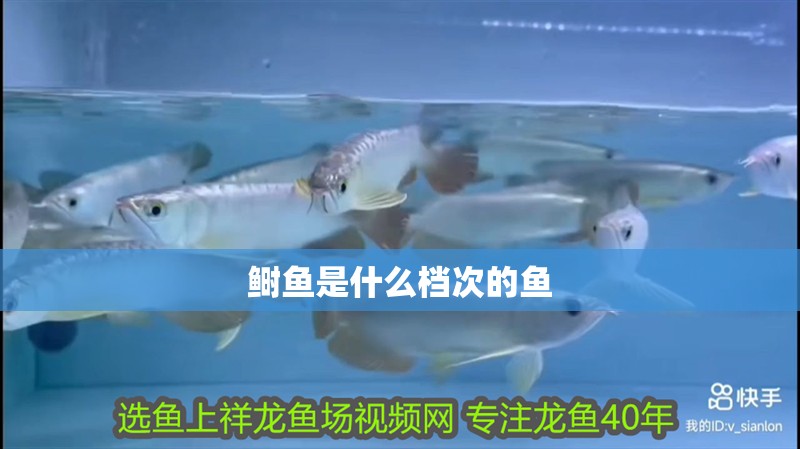 鰣魚是什么檔次的魚