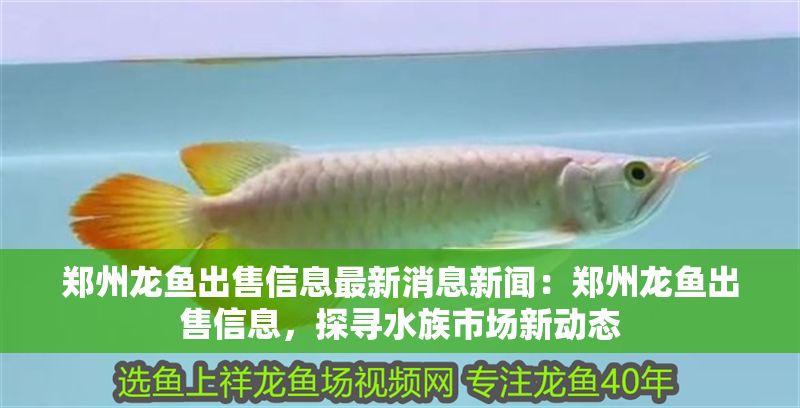 鄭州龍魚(yú)出售信息最新消息新聞：鄭州龍魚(yú)出售信息，探尋水族市場(chǎng)新動(dòng)態(tài)