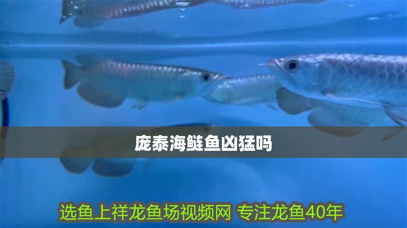 龐泰海鰱魚兇猛嗎