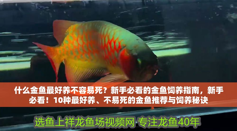 什么金魚最好養不容易死?新手必看的金魚飼養指南,新手必看!10種最好養、不易死的金魚推薦與飼養秘訣 龍魚百科 第1張 什么金魚最好養不容易死?新手必看的金魚飼養指南,新手必看!10種最好養、不易死的金魚推薦與飼養秘訣 什么金魚最好養不容易死?新手必看的金魚飼養指南,新手必看!10種最好養、不易死的金魚推薦與飼養秘訣 龍魚百科 第1張