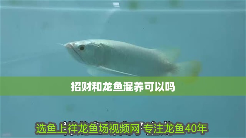 招財和龍魚混養可以嗎